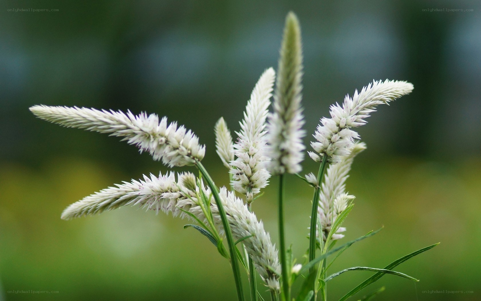white flower spikes in nature