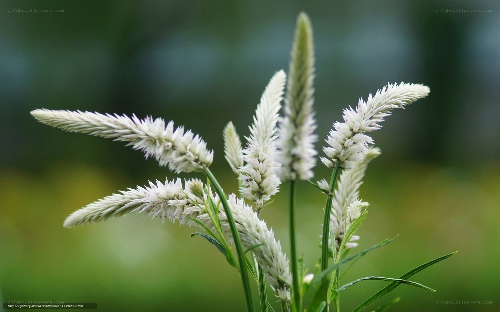 white flower spikes in nature