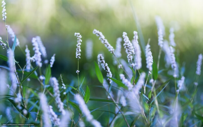 White Flower Spikes — Serene, Morning