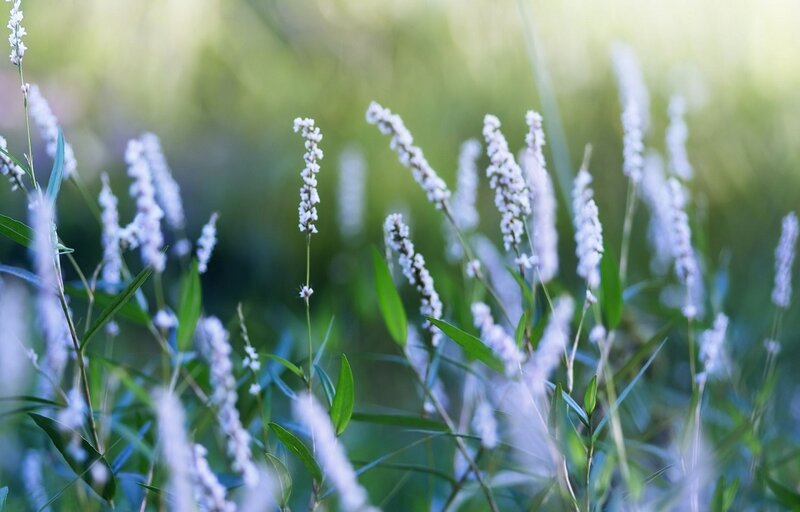 White Flower Spikes — Serene
