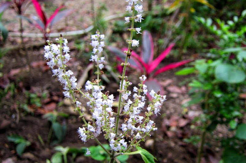 White Flower Spikes