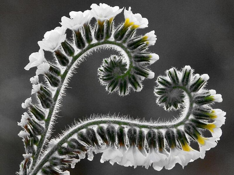 White Flower Spiral