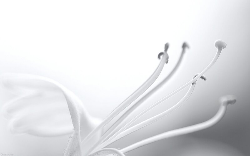 white flower stamen close-up