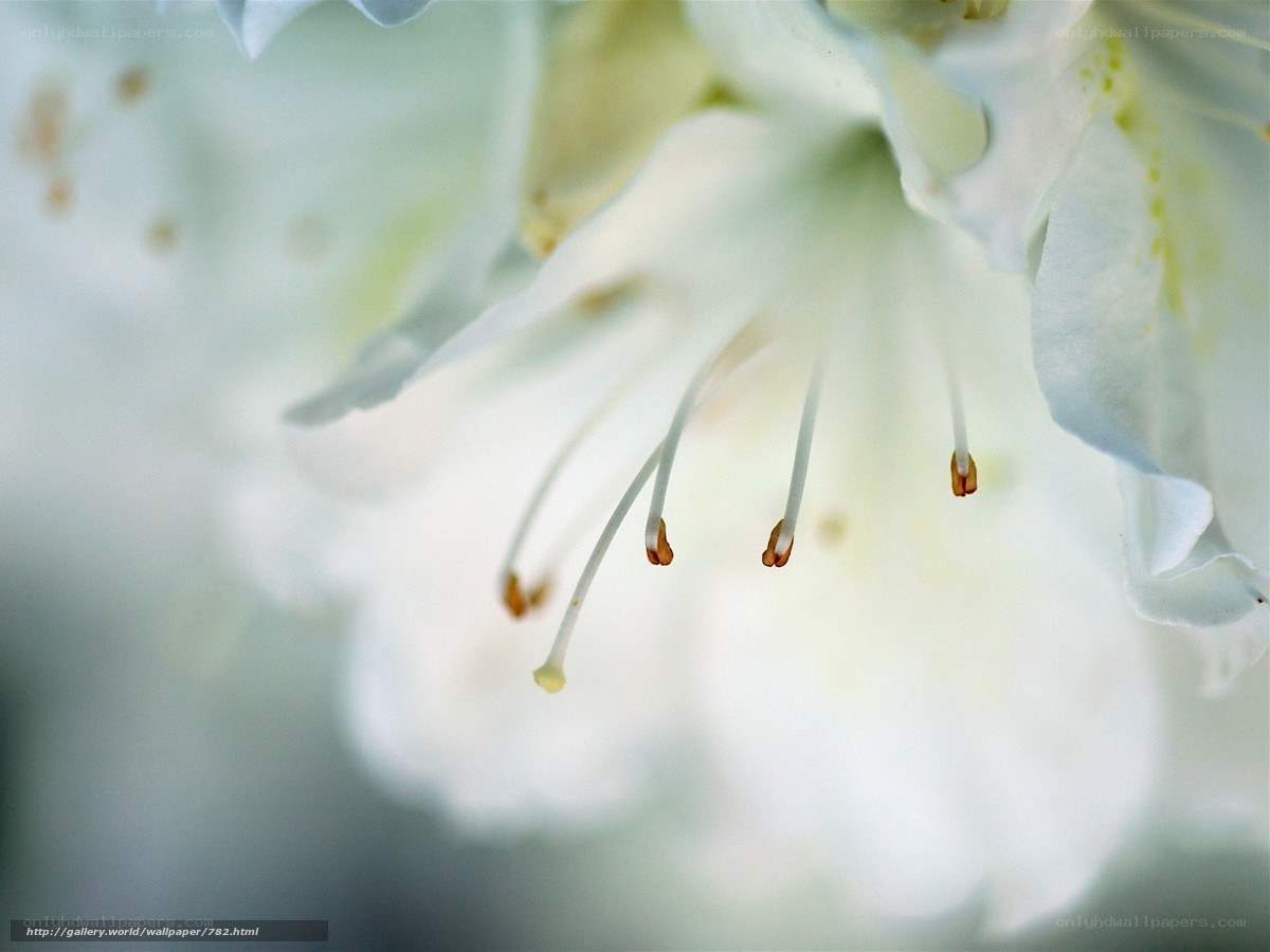 White flower stamens close-up