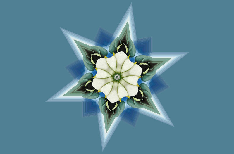 White Flower Star Pattern