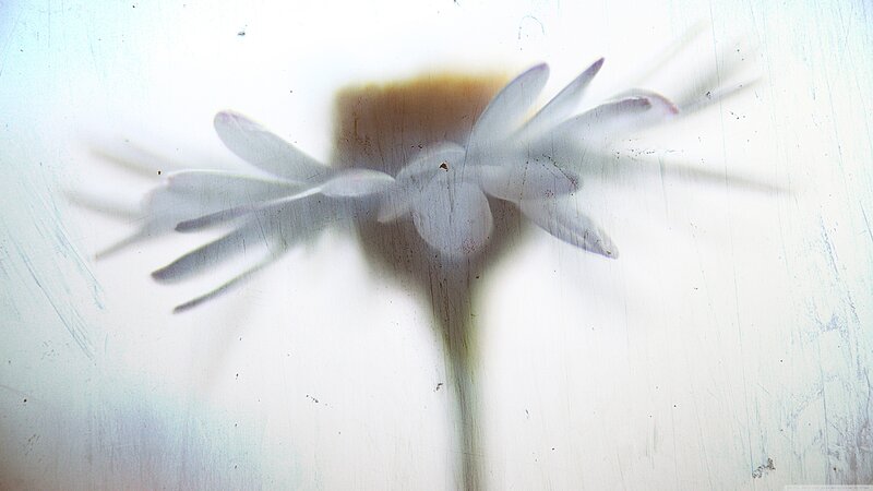 White Flower Through Glass