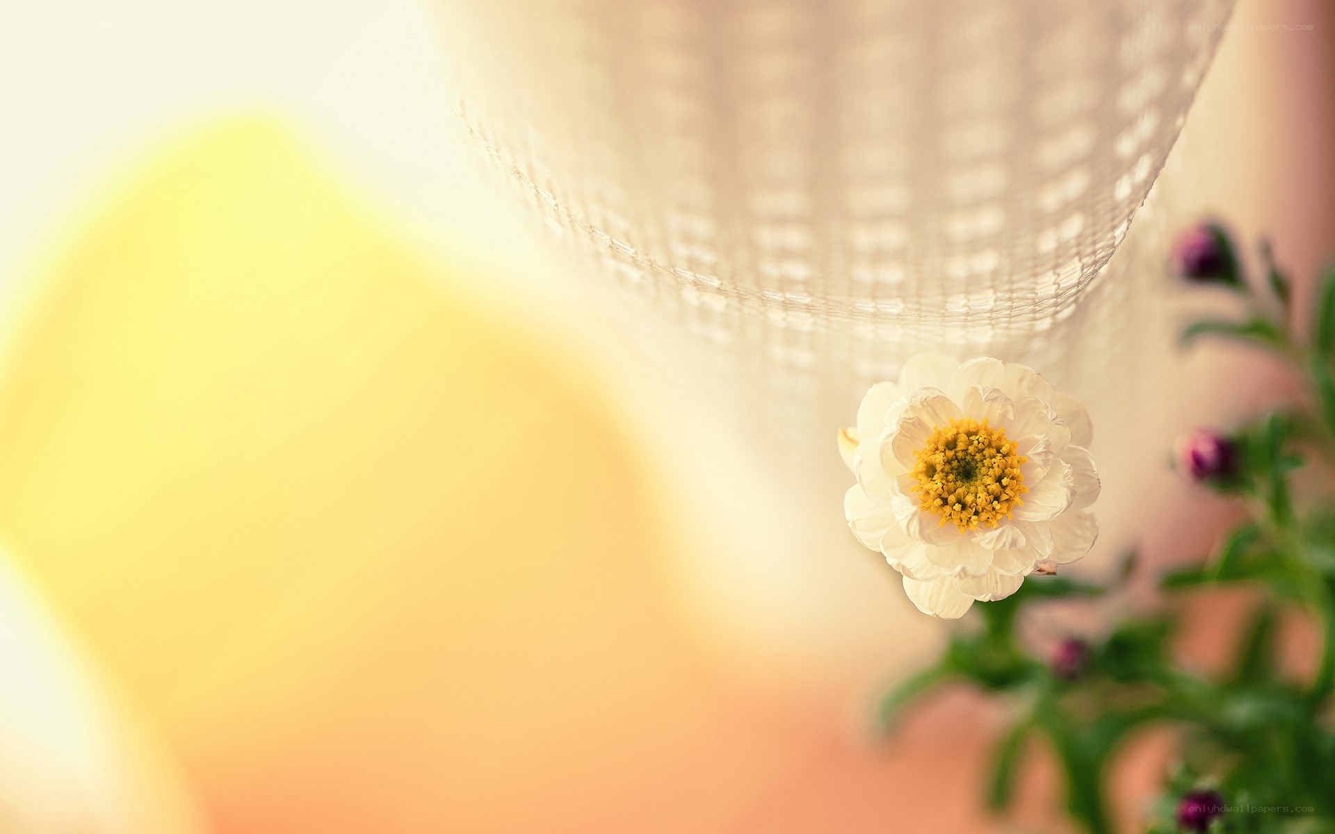 white flower under soft light