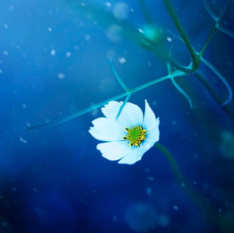 White Flower Underwater — Blue