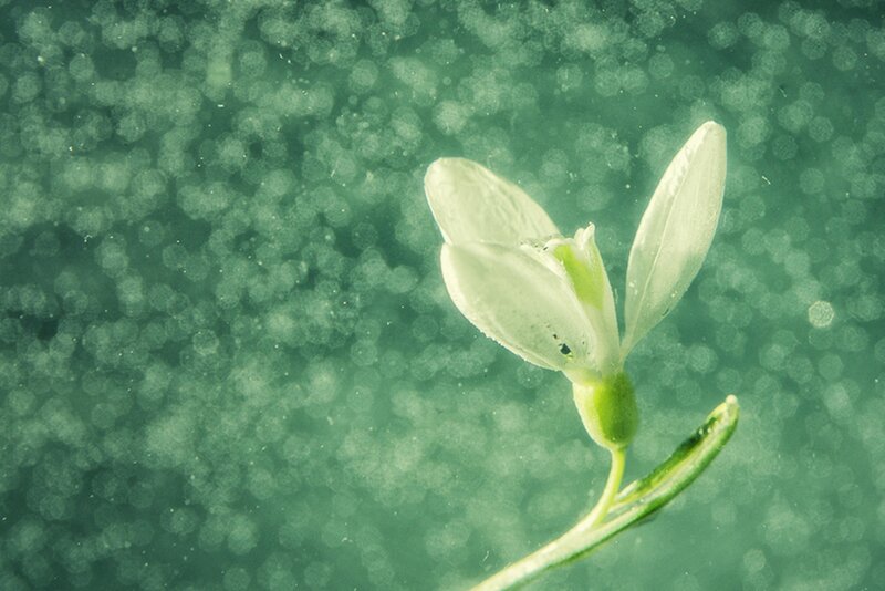 White Flower Underwater
