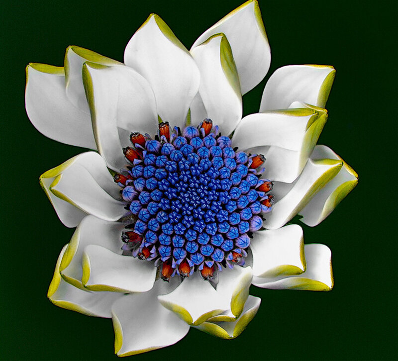 White Flower with Blue Center — Calm