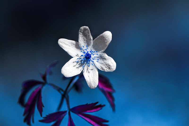 White Flower with Blue Center — Dramatic