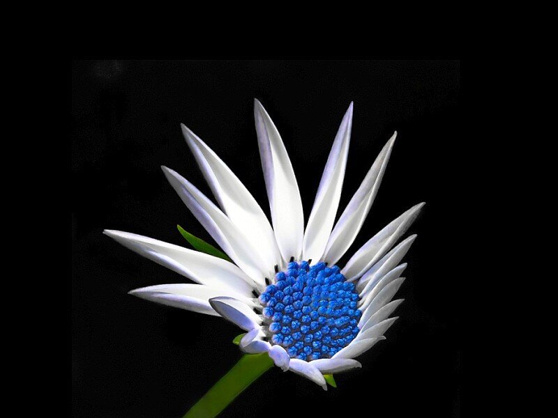 white flower with blue center