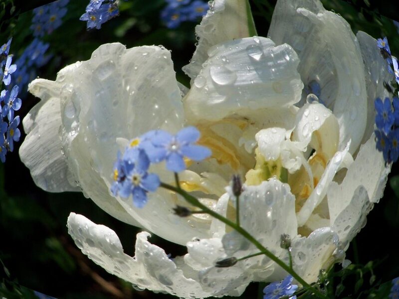 White Flower with Blue Flowers