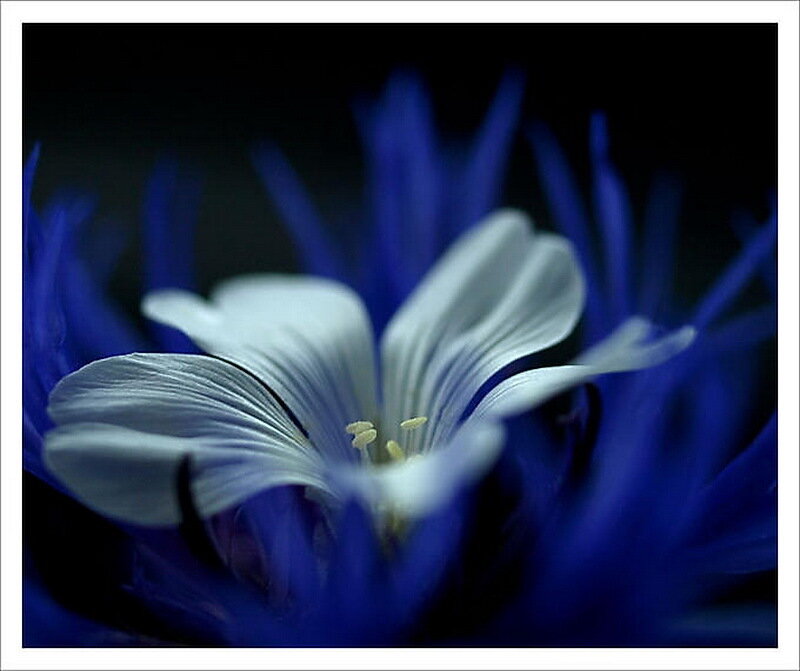 White Flower with Blue Petals