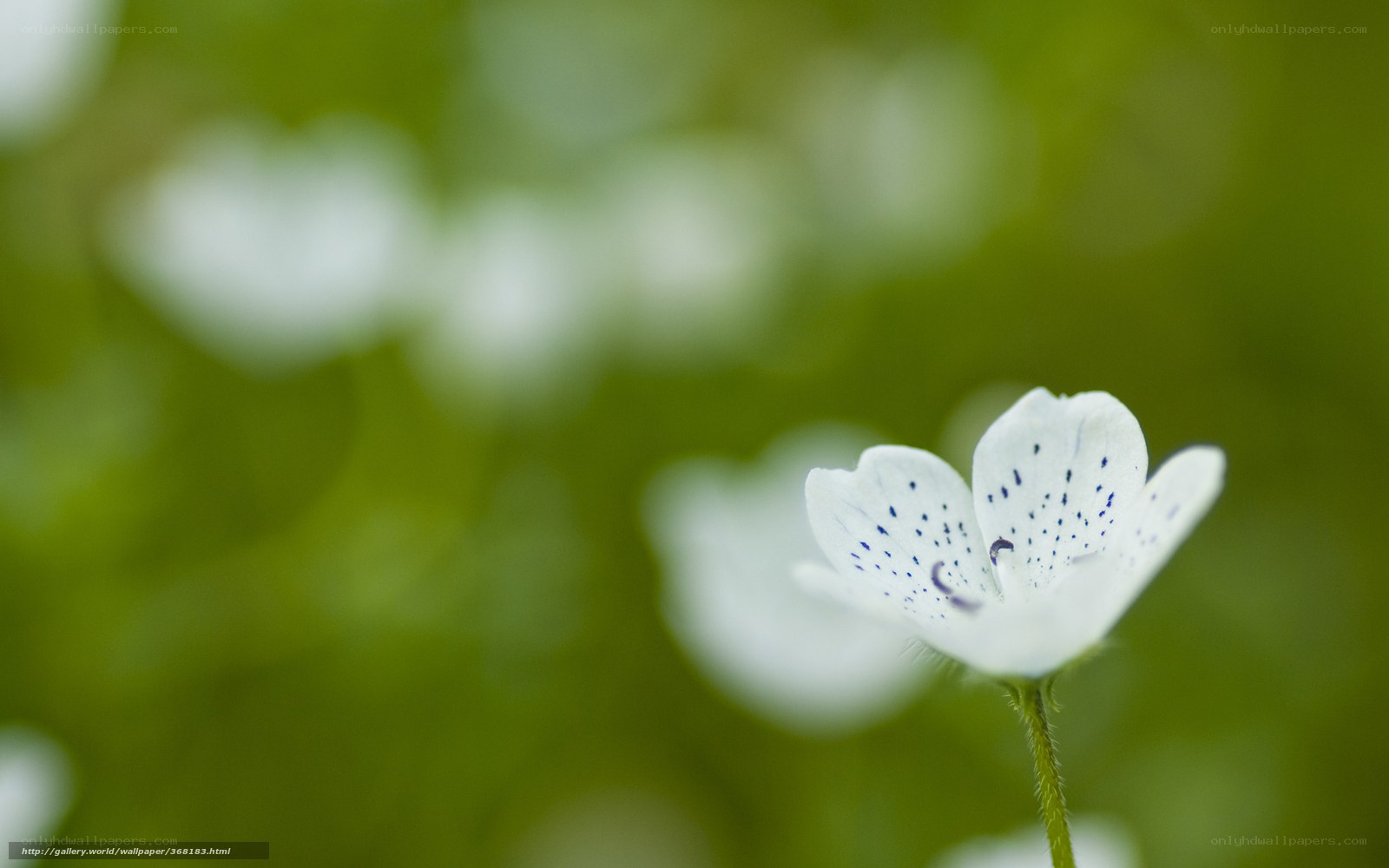 White flower with blue spots