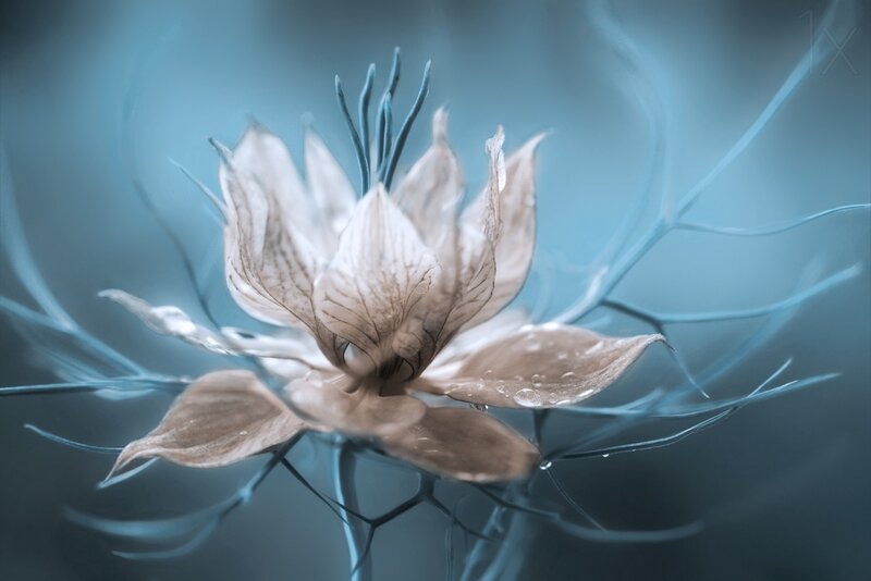 White Flower with Blue Stamens