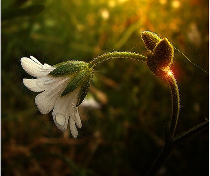 White Flower with Bud