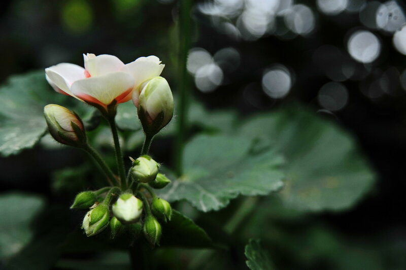 White flower with buds