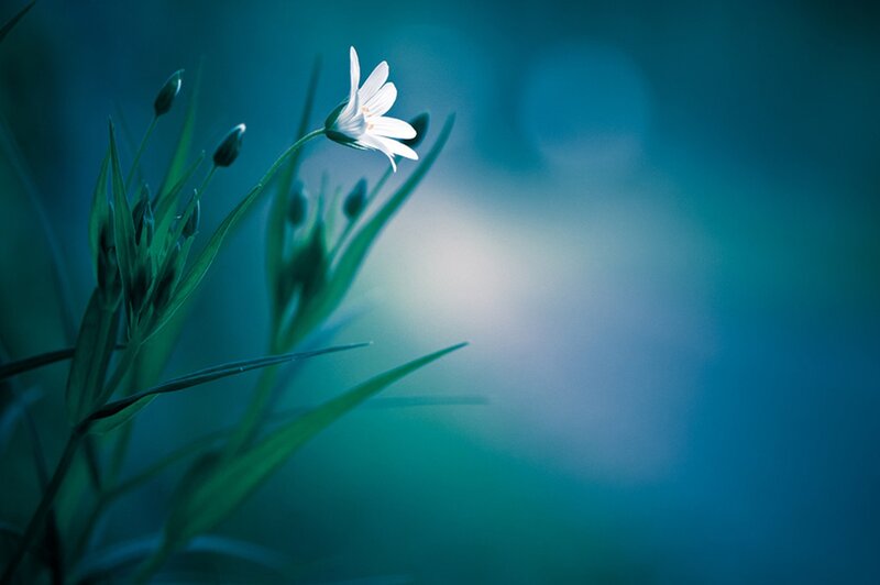 White Flower with Buds — Blue