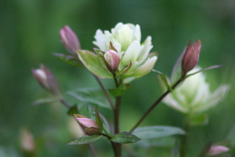 White Flower with Buds — Calm