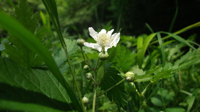 White Flower with Buds — Green, Serene, Afternoon