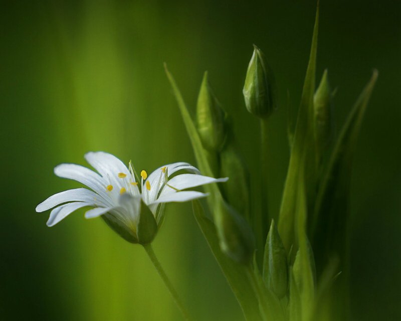 White Flower with Buds — Green