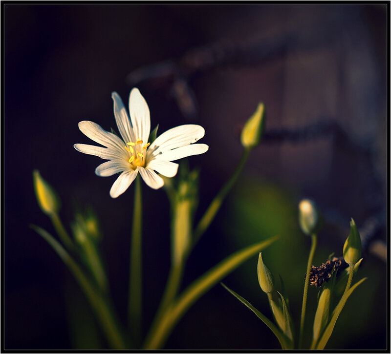 White Flower with Buds — Serene