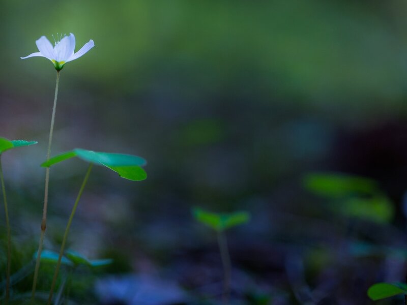 White Flower with Clover Leaves