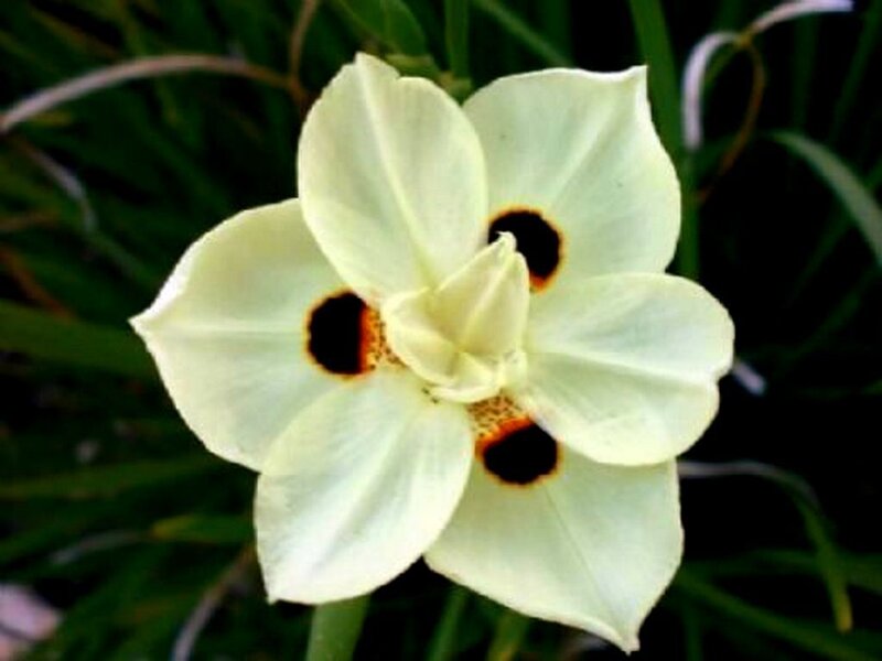 white flower with dark spots