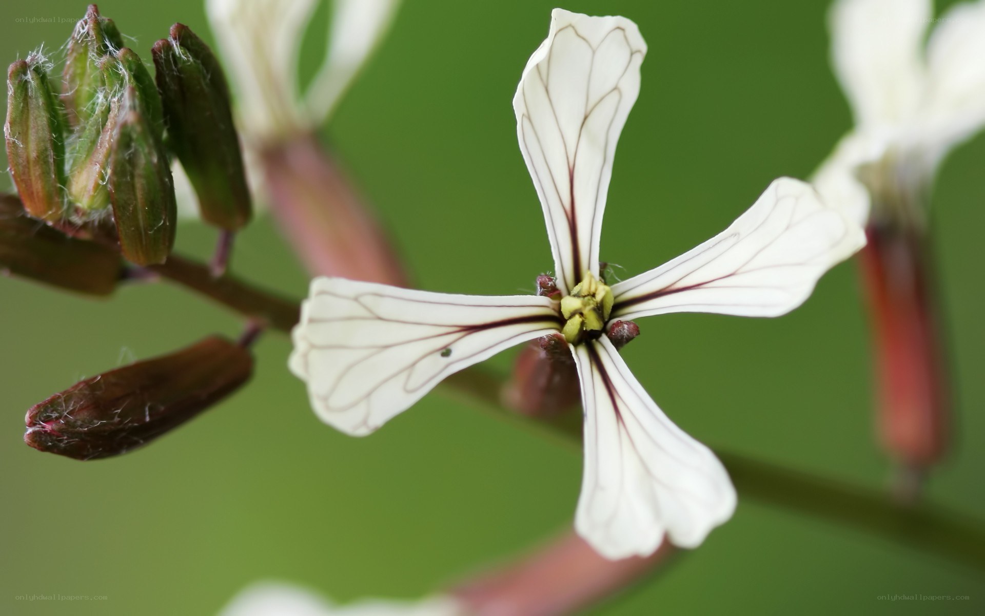 white flower with dark veins