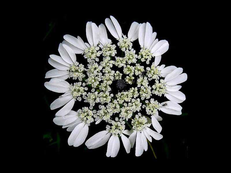 white flower with delicate petals