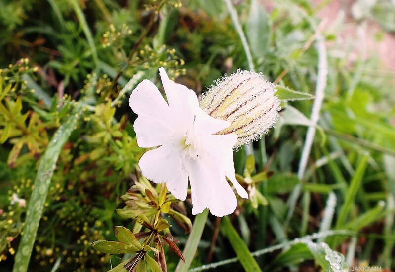White Flower with Dew — Calm, Morning