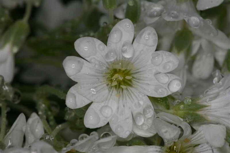 White Flower with Dew — Calm