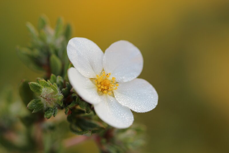 White flower with dew drops