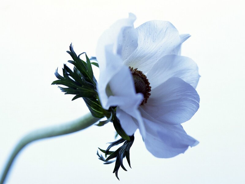 white flower with dew drops