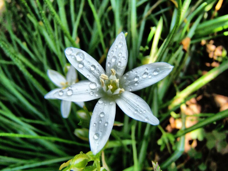 White flower with dew drops