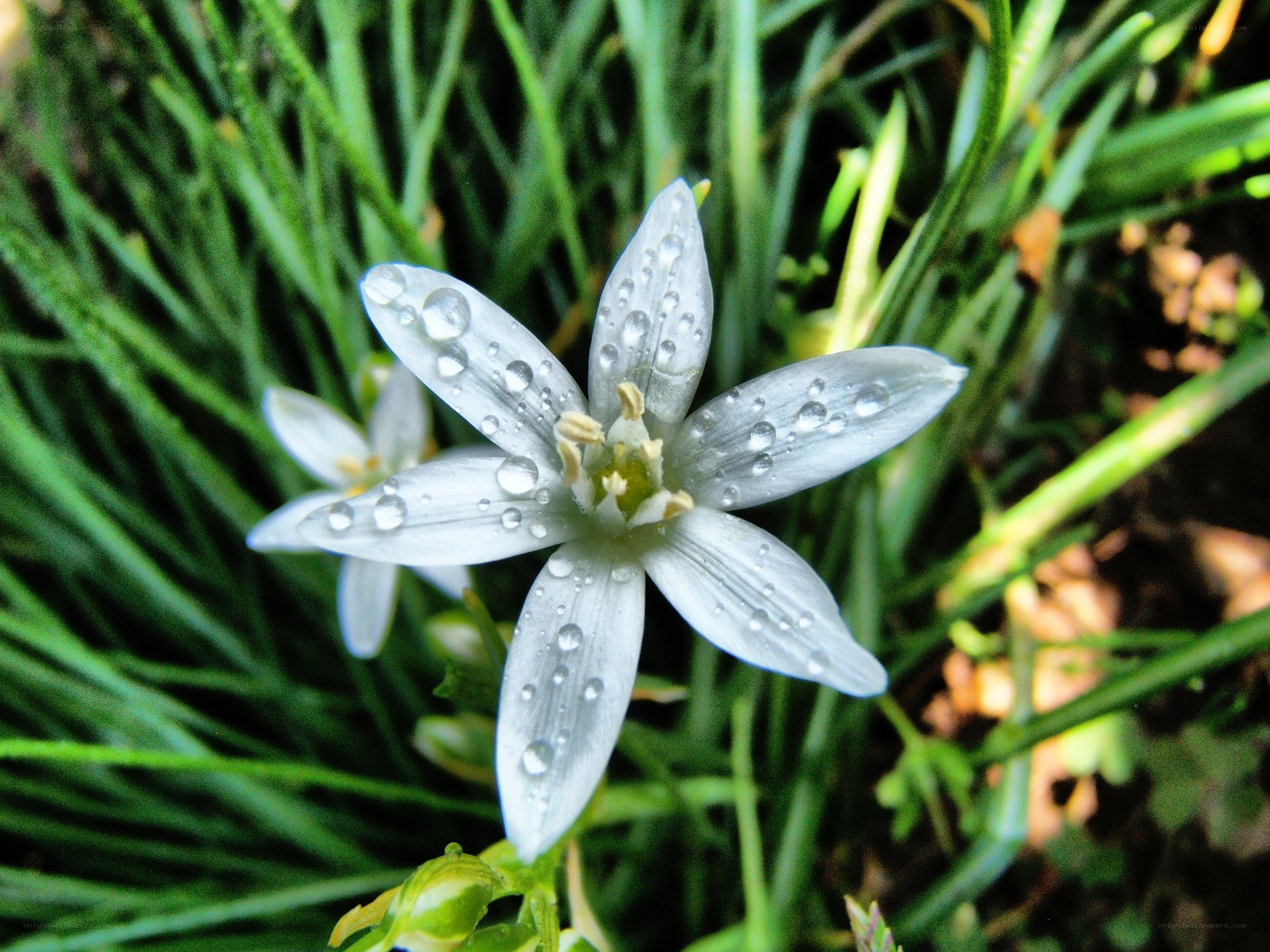 White flower with dew drops