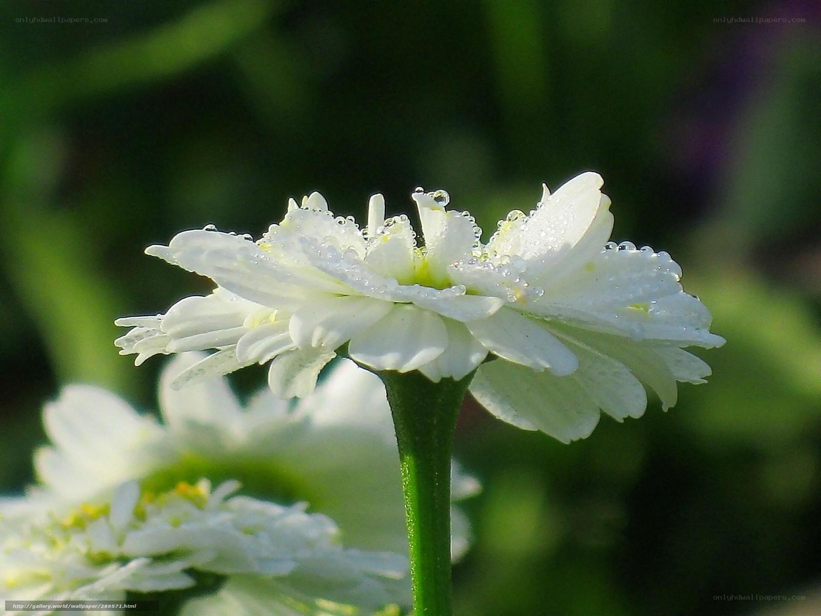 White flower with dew drops