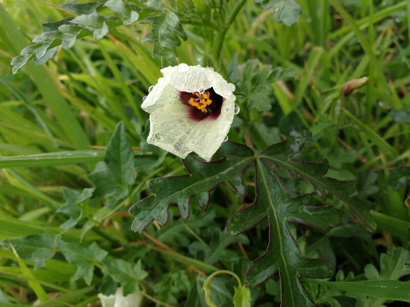 White Flower with Dew — Green, Calm