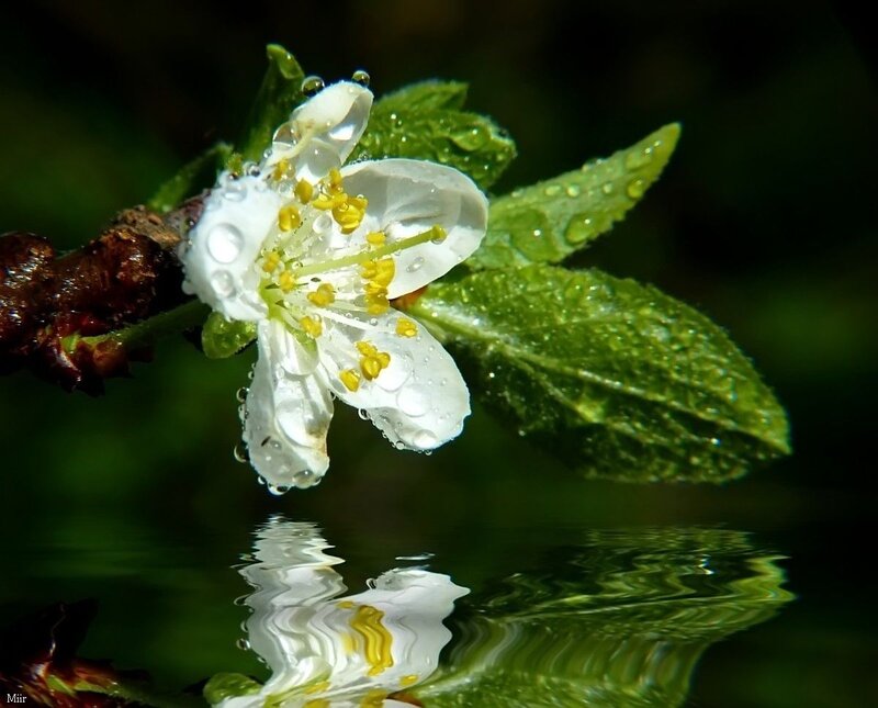 White Flower with Dew — Green