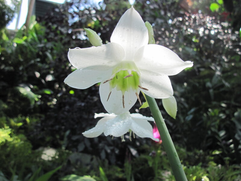 White Flower with Dew — Serene, Morning, Photograph