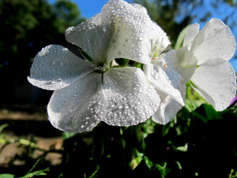 White Flower with Dew — Serene, Morning