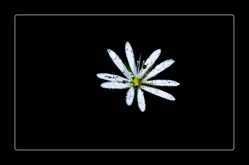 White Flower with Dew — Serene, Photograph