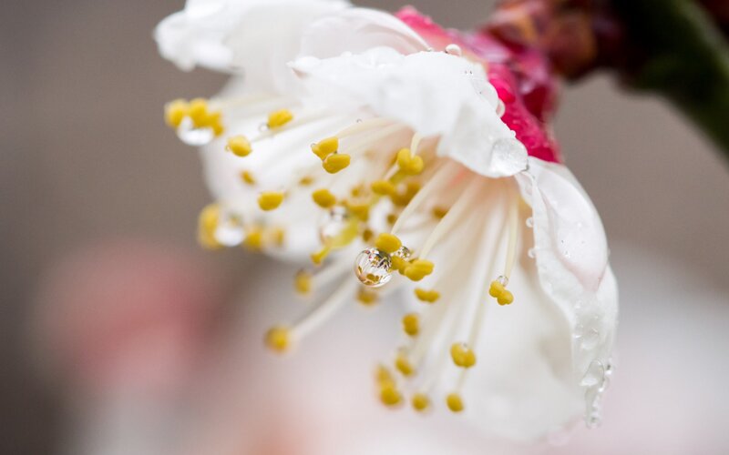 White Flower with Dew — Serene, Spring