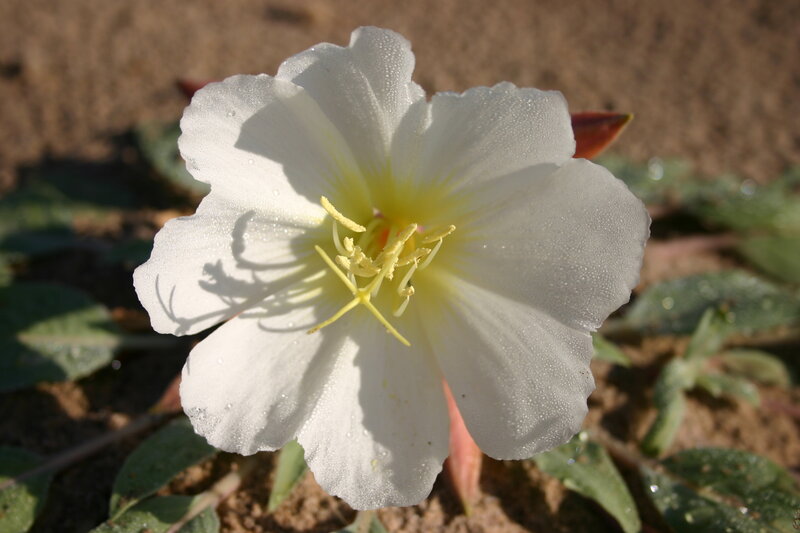 White Flower with Dew — Serene