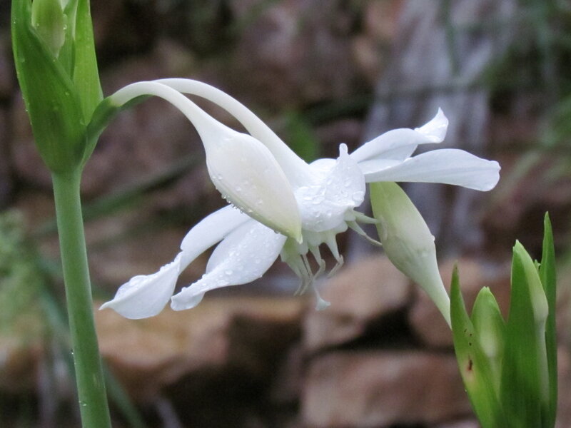 White Flower with Dew