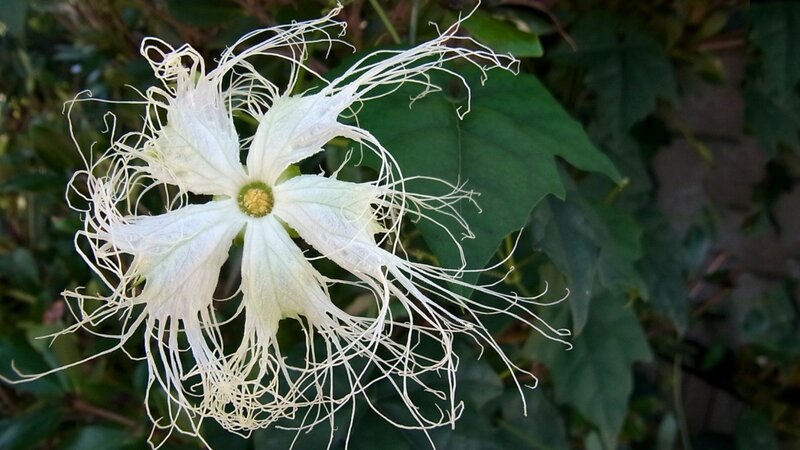 White Flower with Filaments