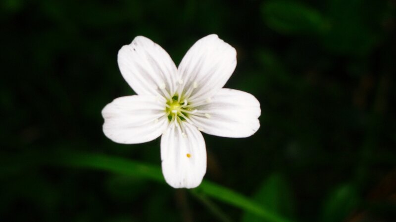 White Flower with Five Petals — Serene