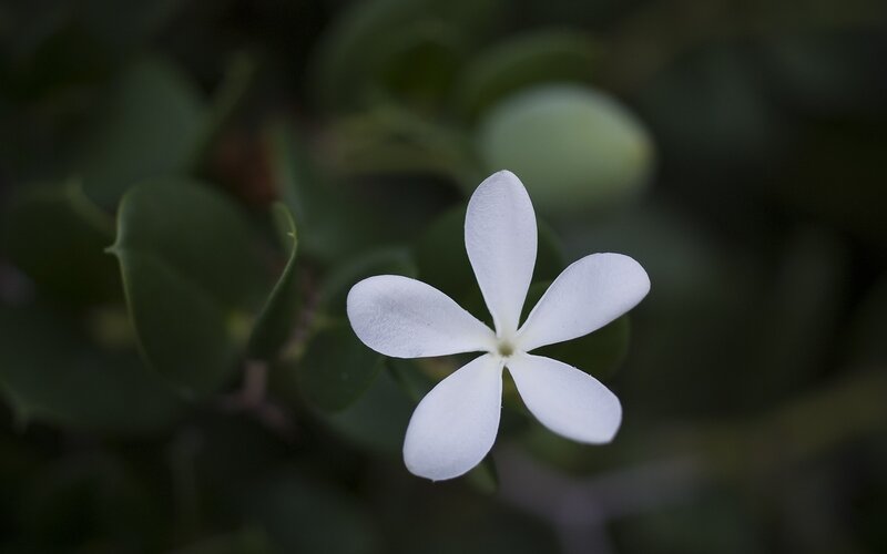 White Flower with Five Petals