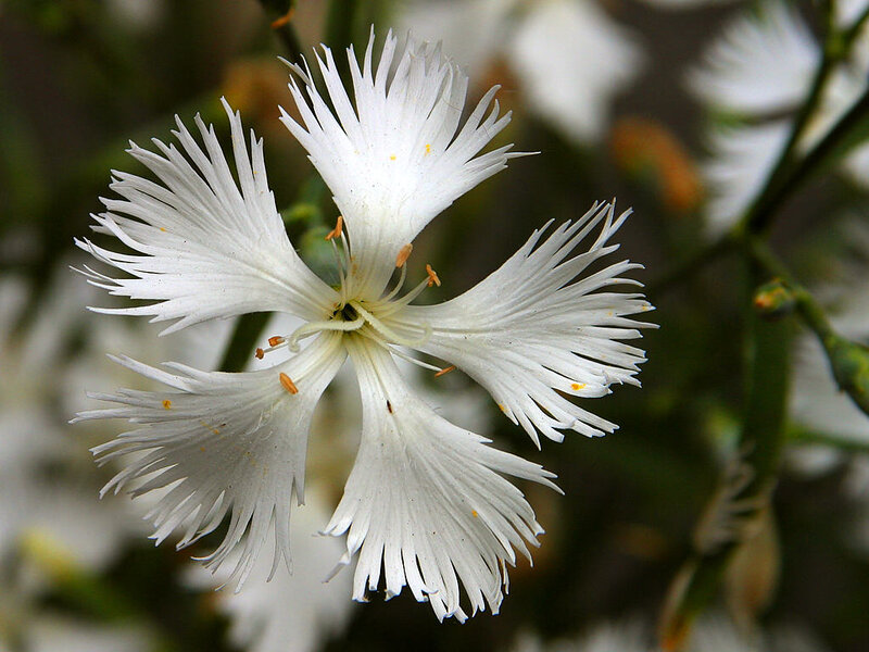 White Flower with Fringed Petals — Calm